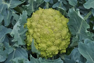 Broccoli